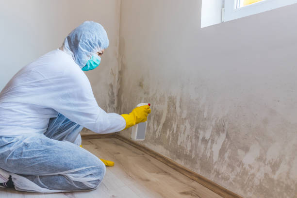 Licensed Black Mold Removal service in Budd Lake, NJ - WQB Mold Removal