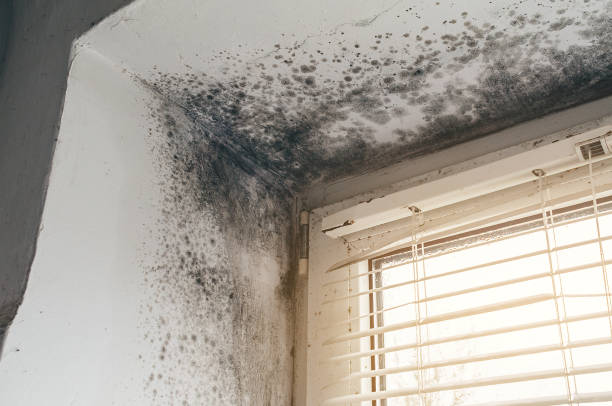 Affordable Black Mold Removal solutions in Budd Lake, NJ